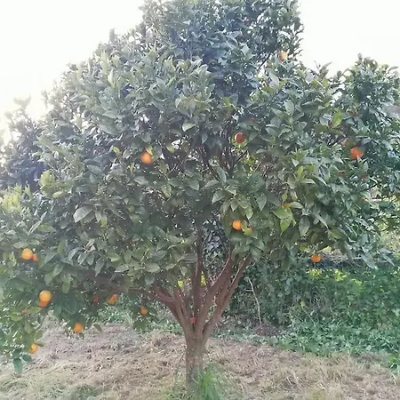 En Con Amplio Jardin A 5 Min De La Playa Situacion Inmejorable * La Riera (Gijon, Asturias)