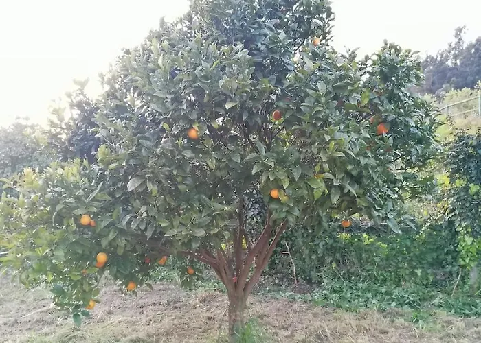 En Con Amplio Jardin A 5 Min De La Playa Situacion Inmejorable * La Riera (Gijon, Asturias)